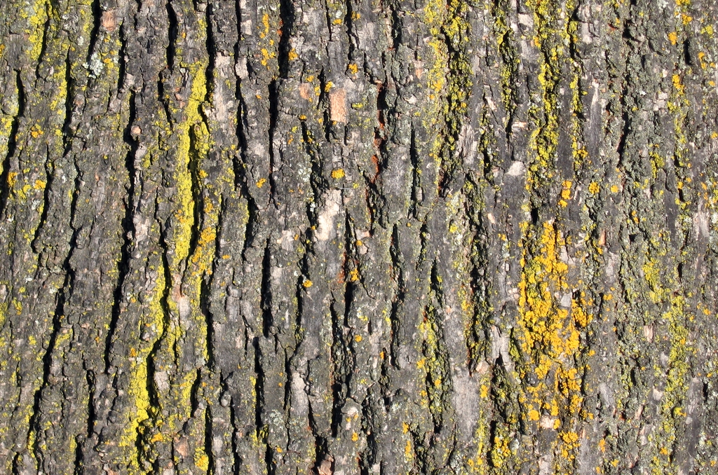 Exposition de photographies : Etats de bois - Ecorces