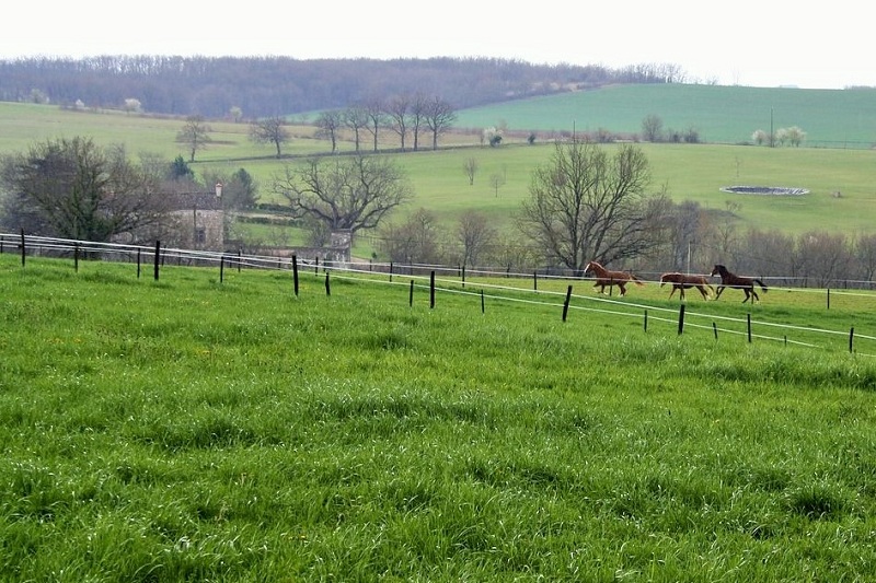 Ecuries Chevalons Ensemble