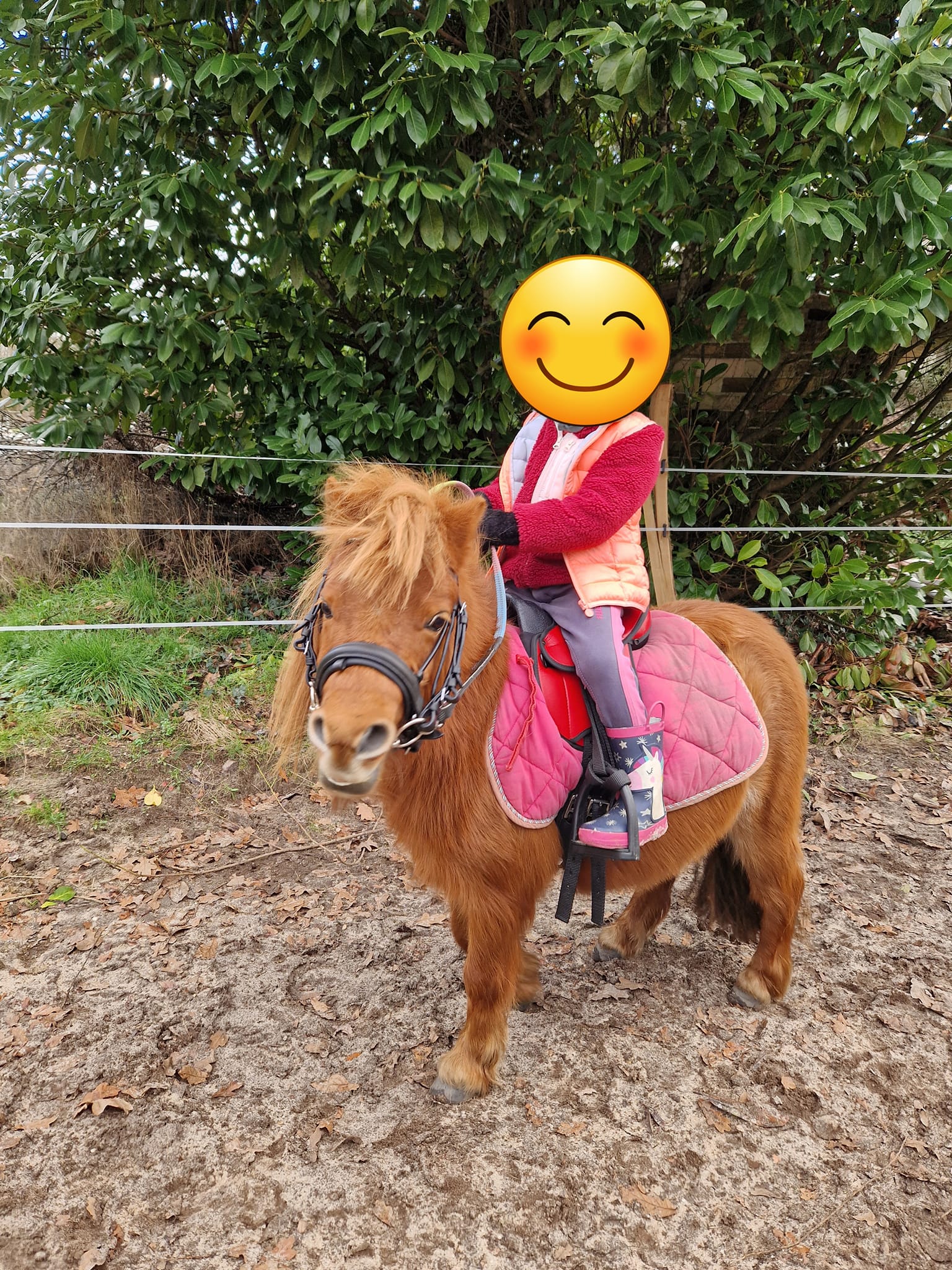 Les écuries de Sénajou - photo 4