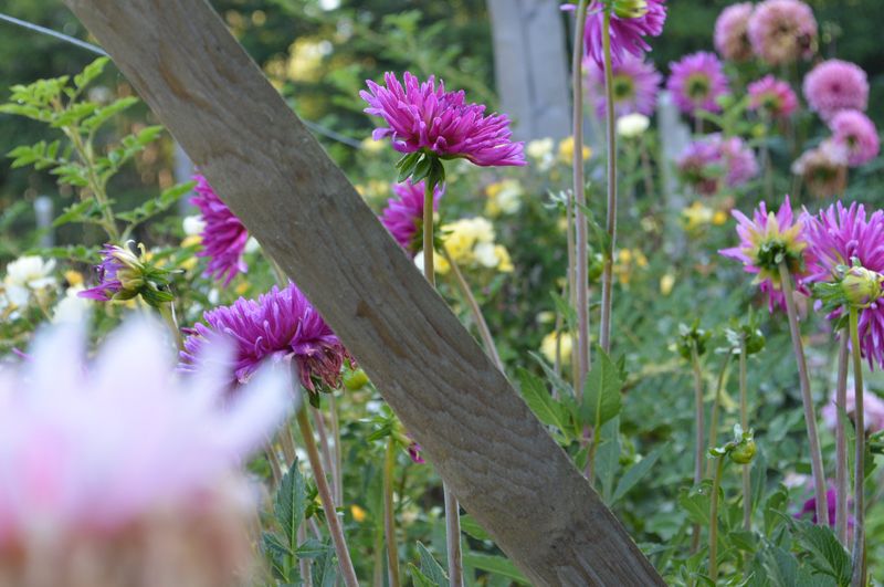 Parc Eden et Sens, Ginestet - photo 8