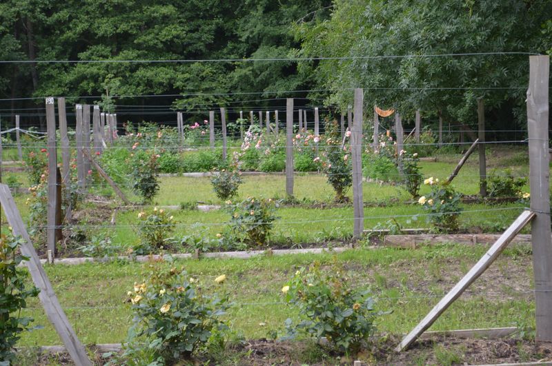 Parc Eden et Sens, Ginestet - photo 10