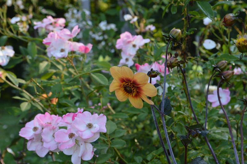 Parc Eden et Sens, Ginestet - photo 12