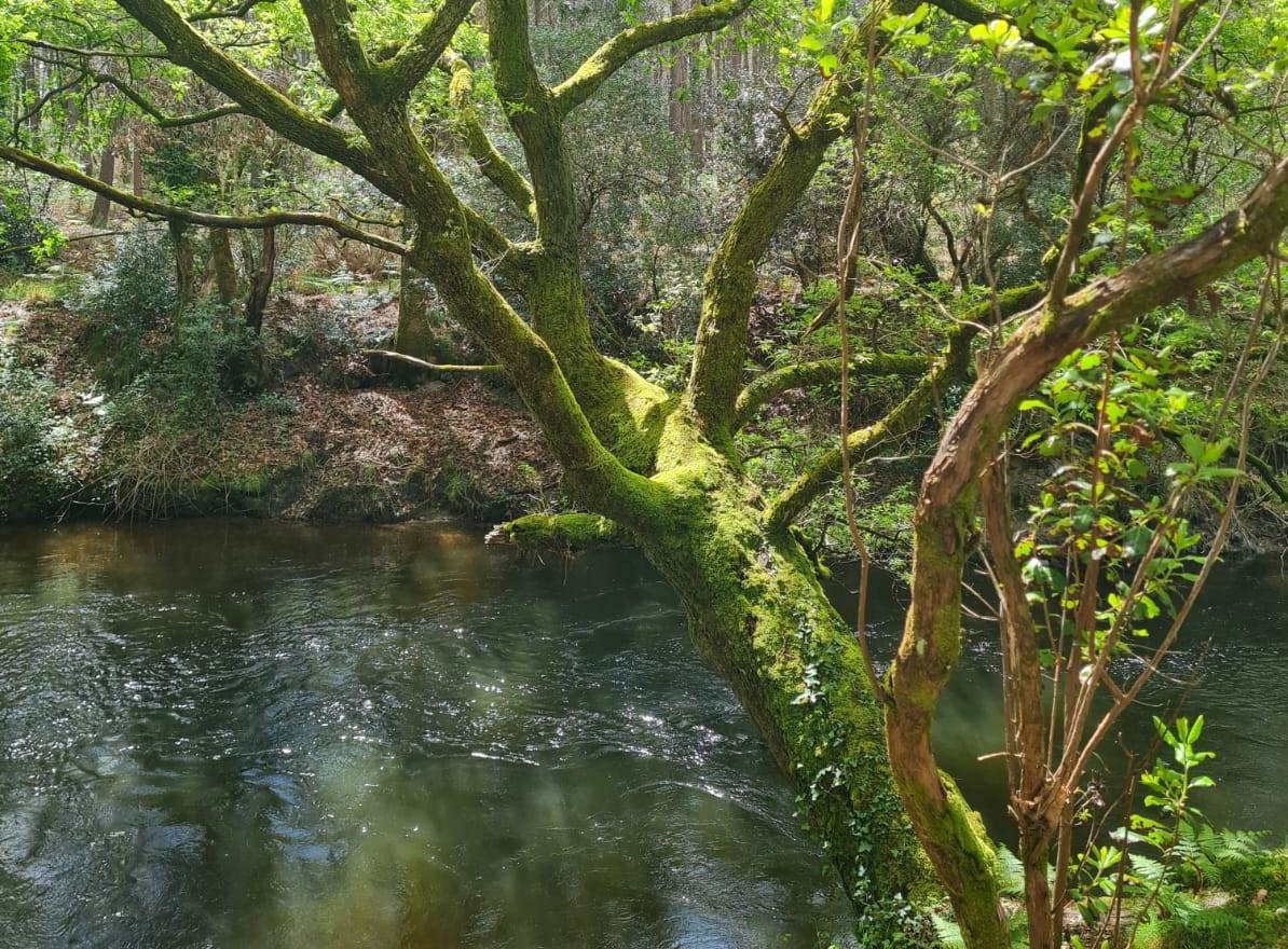 Balade nature - Entre courant et forêt, Sainte-Eulalie-en-Born - photo 2