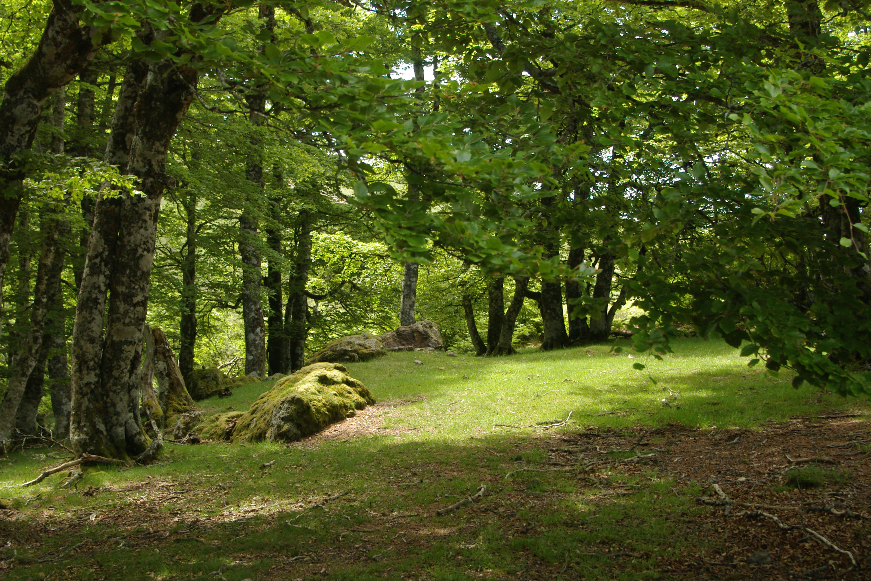Les cromlechs d'Occabé, Mendive - photo 3