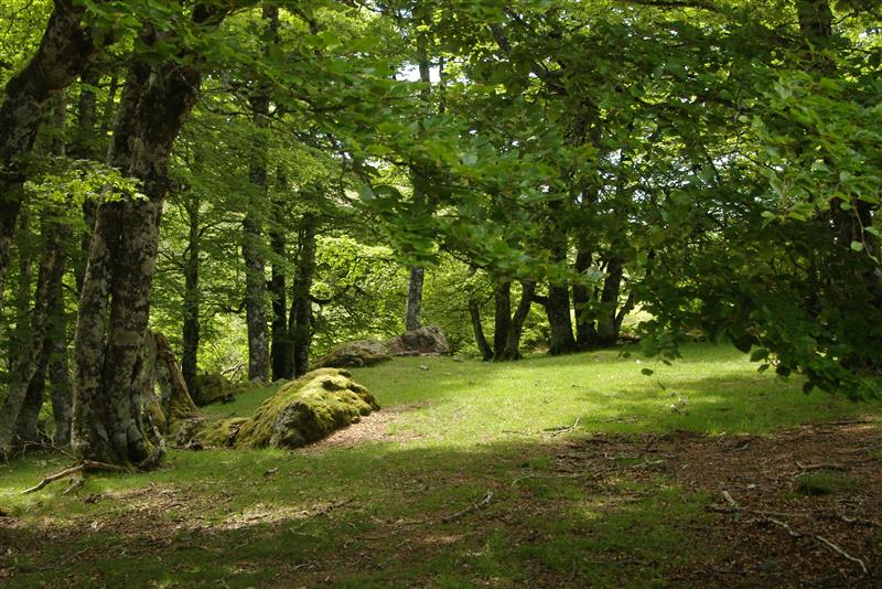 Les cromlechs d'Occabé