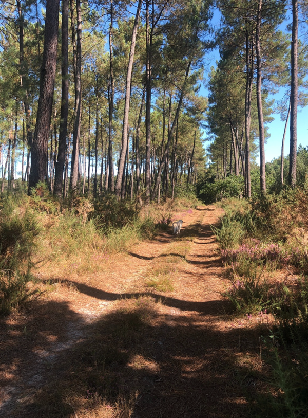 MAISON CAUSETTE, Pissos - photo 15