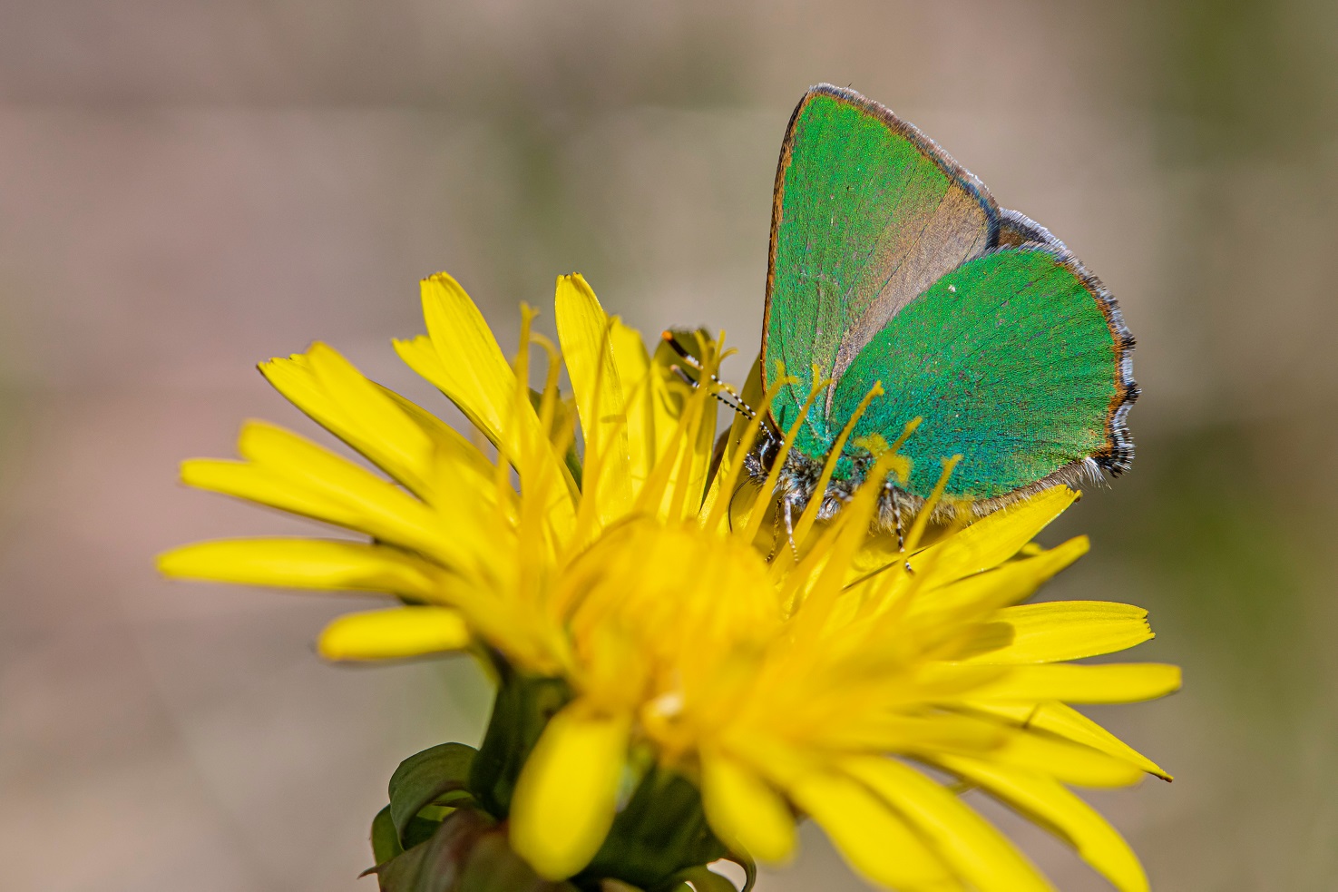 Le Couloir à Papillons, Affieux