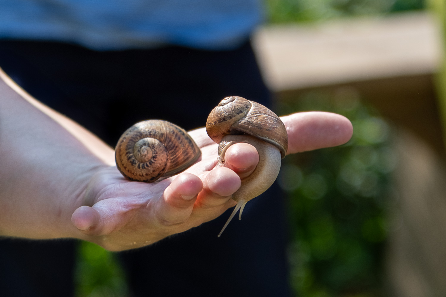 Visite d'un élevage d'escargots, Génis - photo 5
