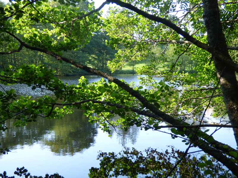 Circuit VTT n°20 - Autour de l'étang de la Cazine, Noth - photo 4