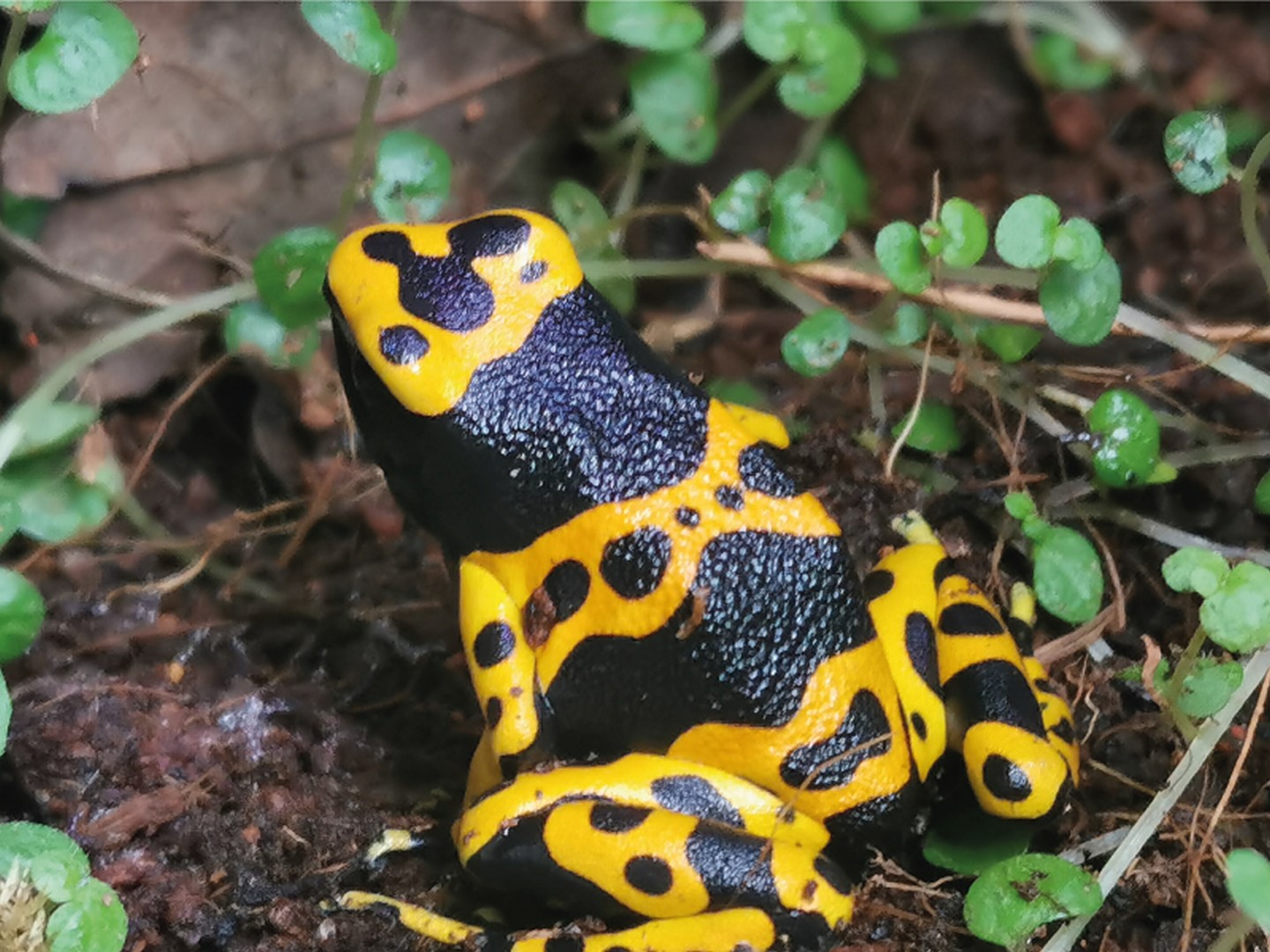 Exotic Park, Lescar - photo 4