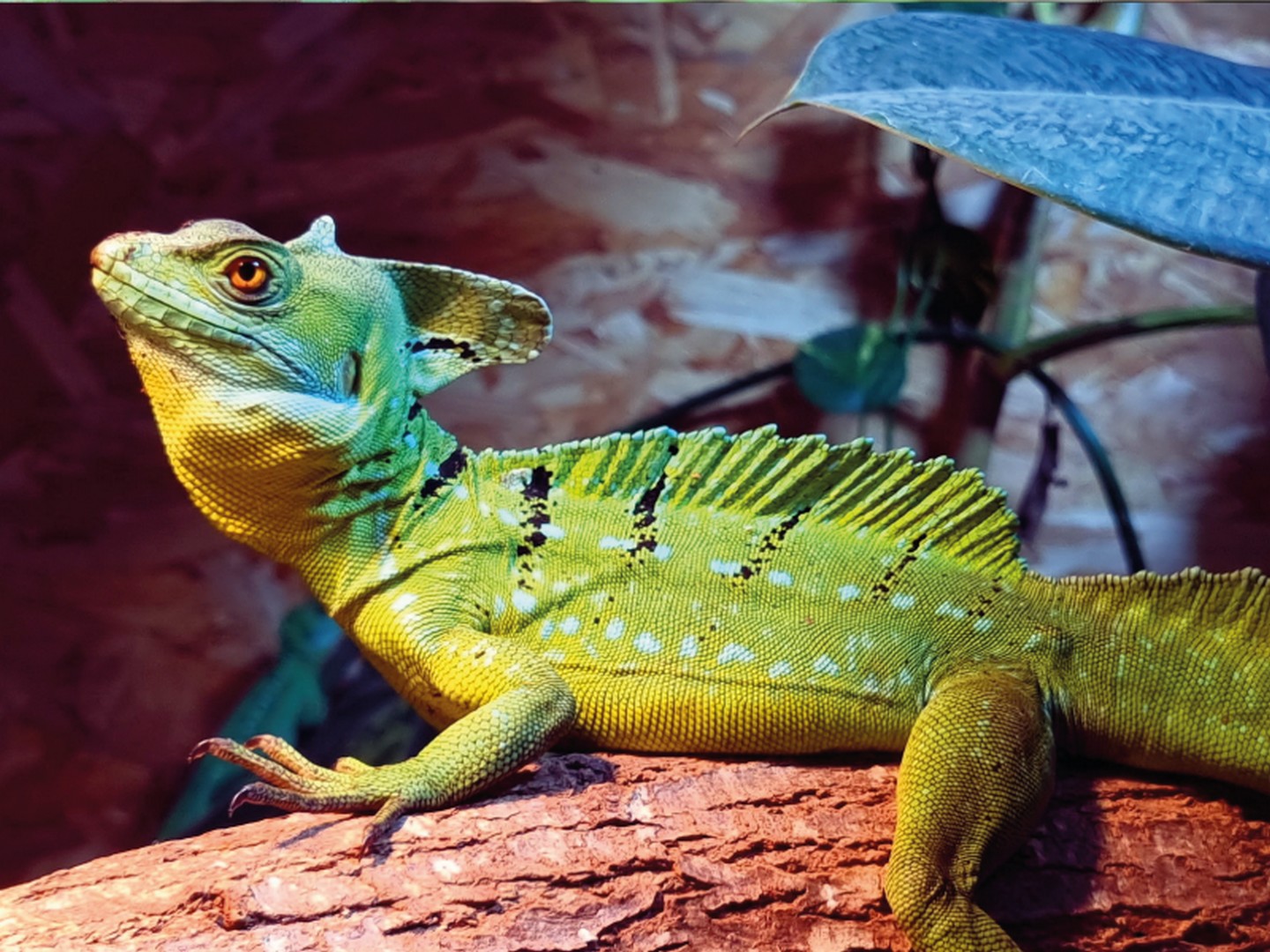 Exotic Park, Lescar - photo 8