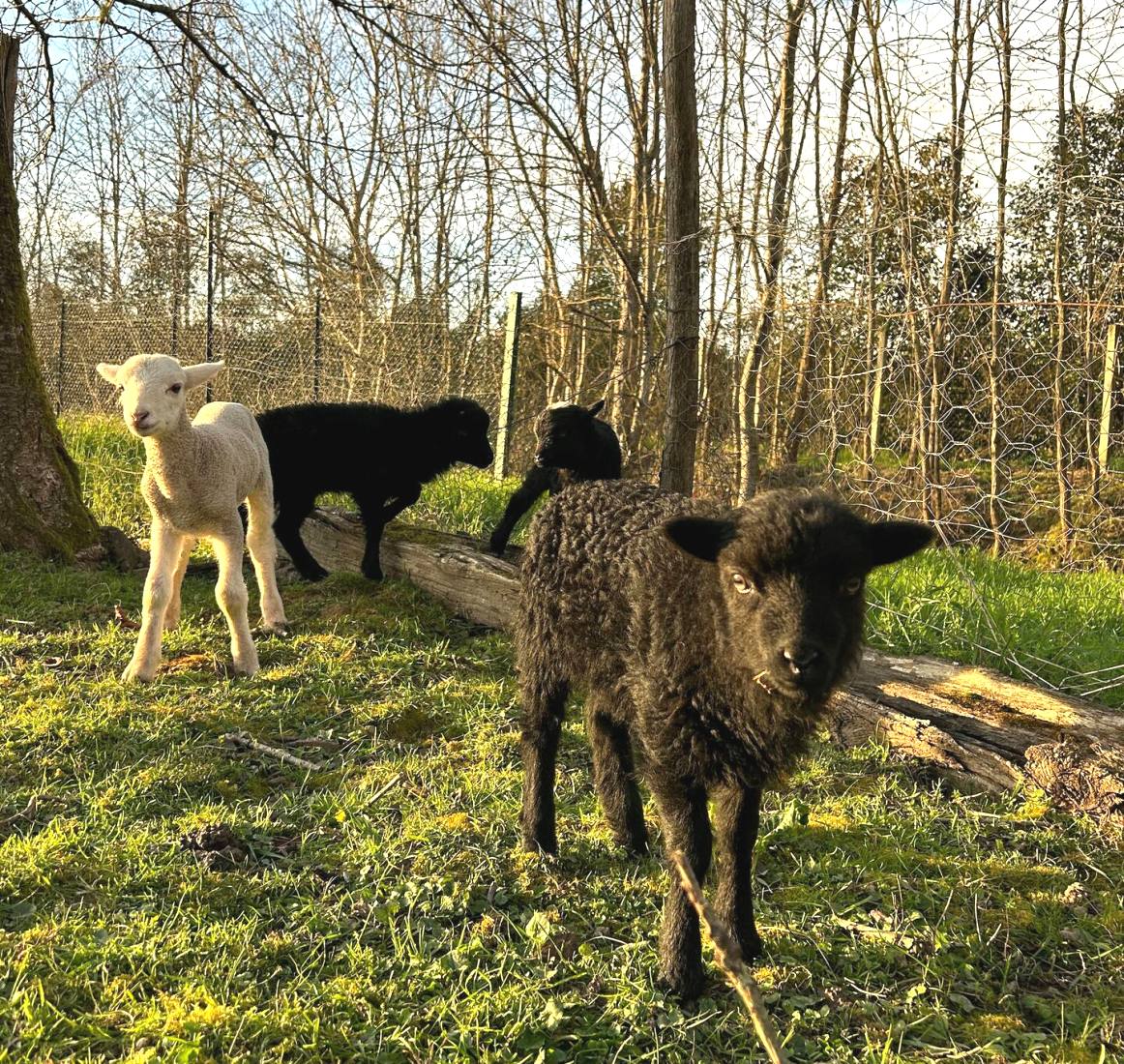 La Maison du Mestrot, Estillac - photo 16