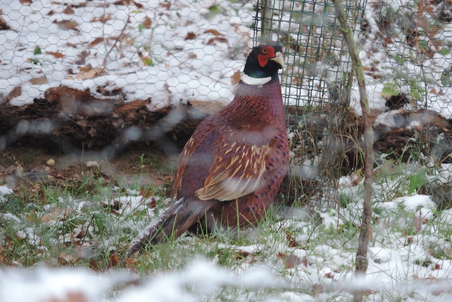 "Le Jardin des Paons" Béatrice et Roland BARGOZZA, Issac - photo 9