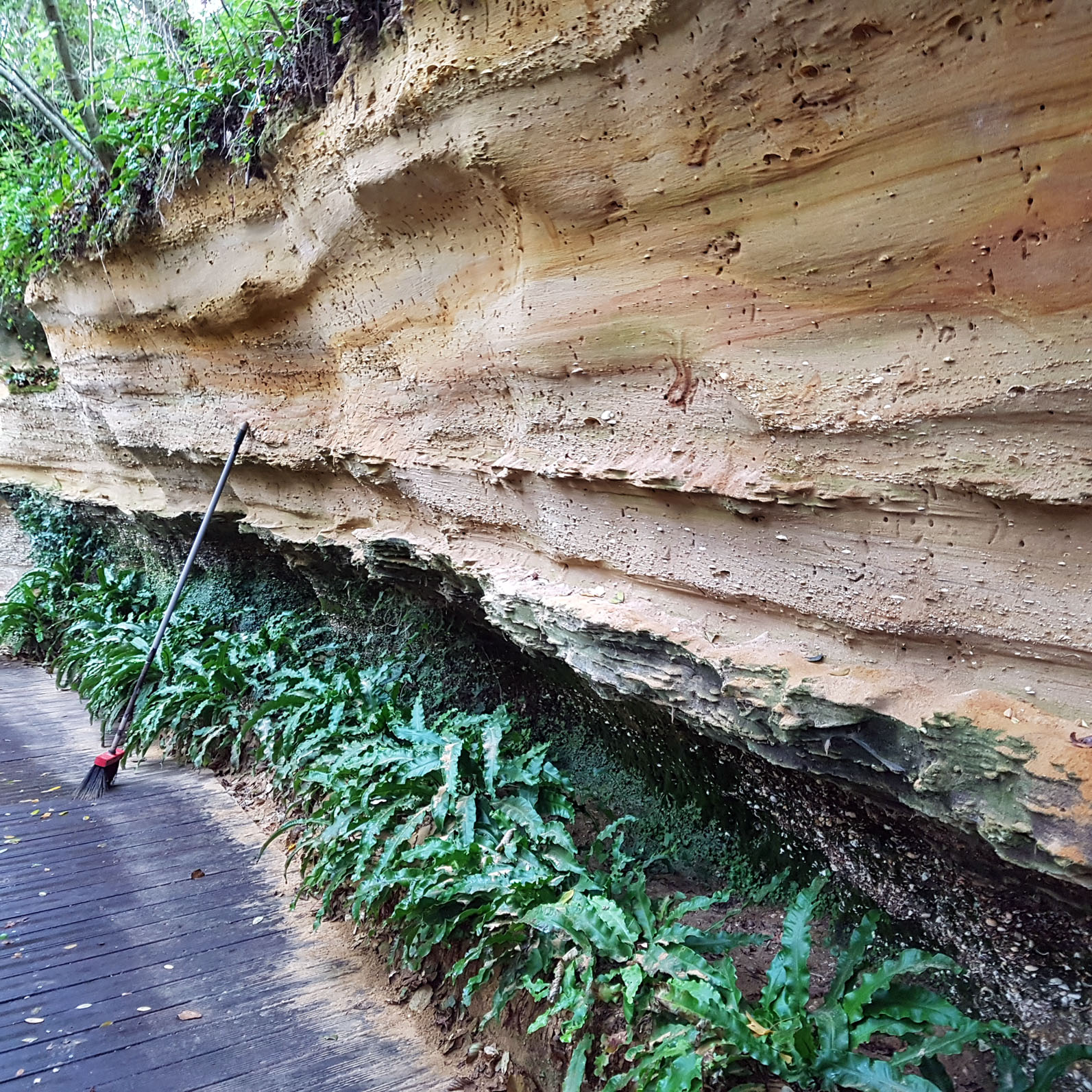 Réserve naturelle géologique de Saucats-La Brède, Saucats - photo 6