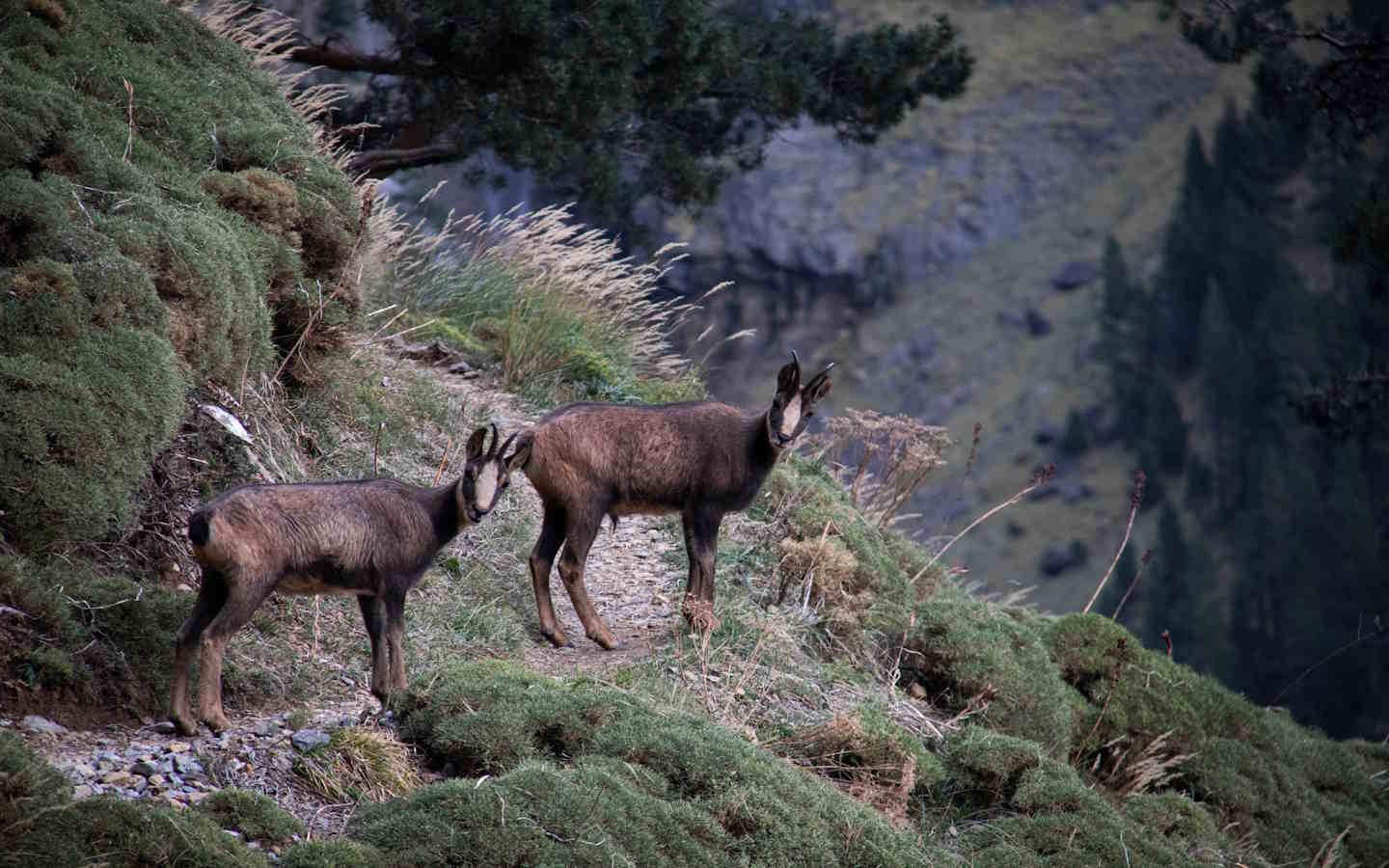 Syndicat local Ramondia