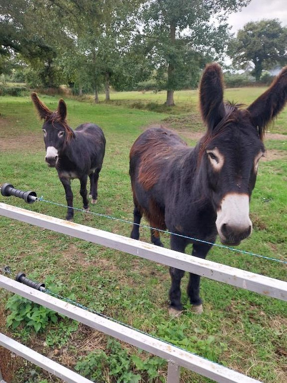 Chambres d'hôtes au Granit Bleu, Faye-l'Abbesse - photo 6