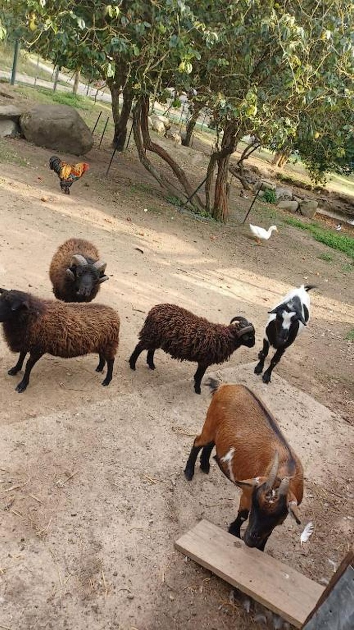 Chambres d'hôtes au Granit Bleu, Faye-l'Abbesse - photo 5