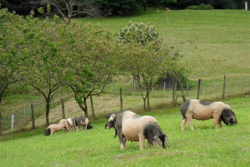 Ferme Arleia