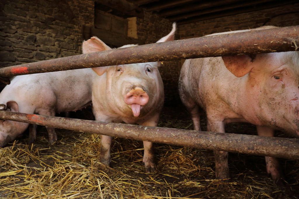 Ferme de Champtiaux, Saint-Ybard - photo 8