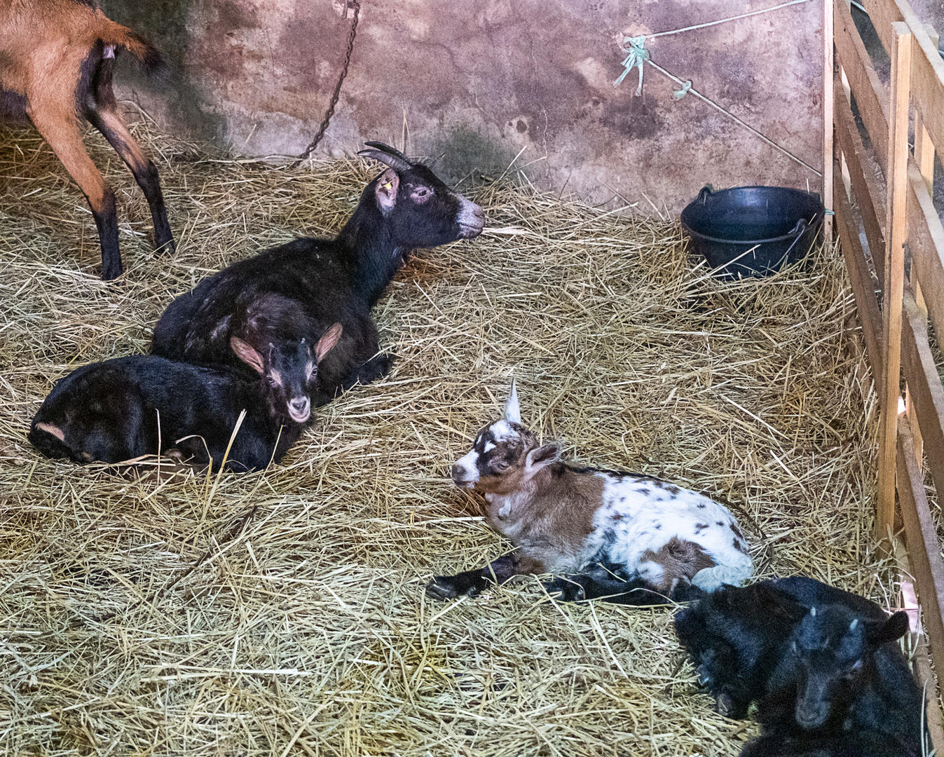La Ferme de Beausoleil — photo 2