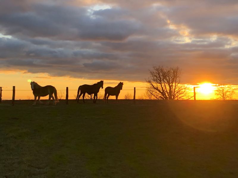Ferme de découverte de la Tuilière, Nantheuil - photo 4