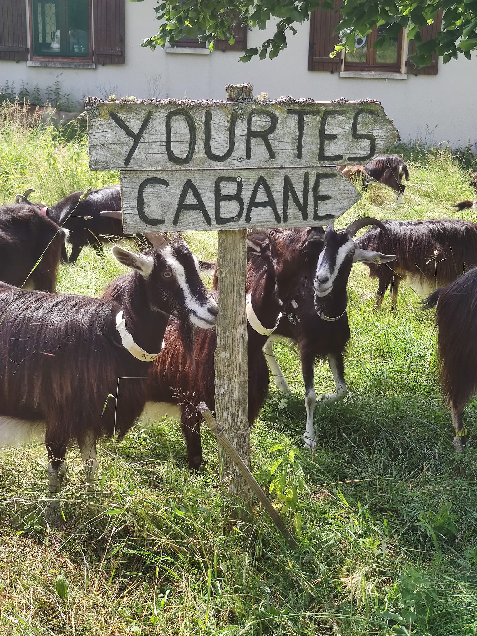 Fromage : la ferme de Vassivière