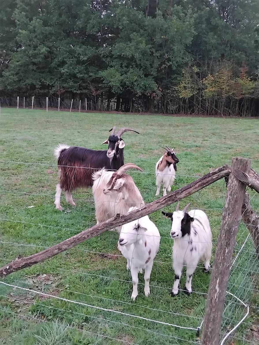 La Ferme des Emotions, Rouffignac-Saint-Cernin-de-Reilhac - photo 2