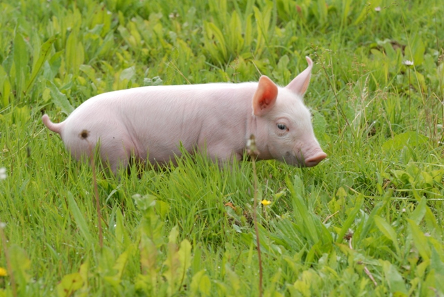 Ferme des Vallons - photo 5