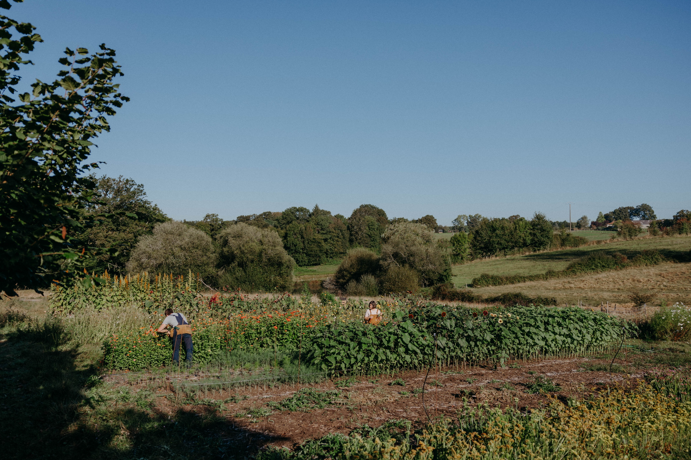 Hipollène ferme florale