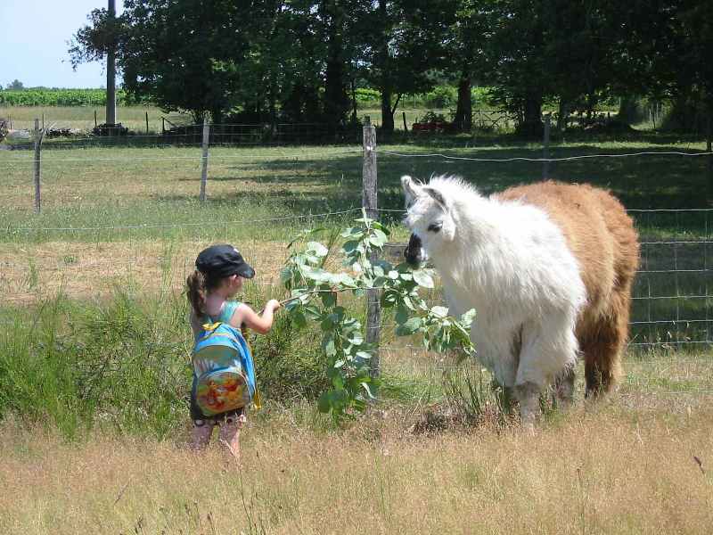 Visite "grand public" de l'élevage des lamas de Brandacot