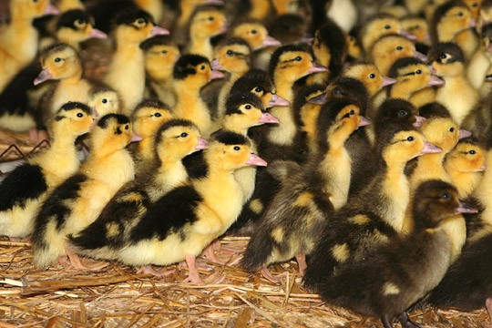 La Ferme Roulland