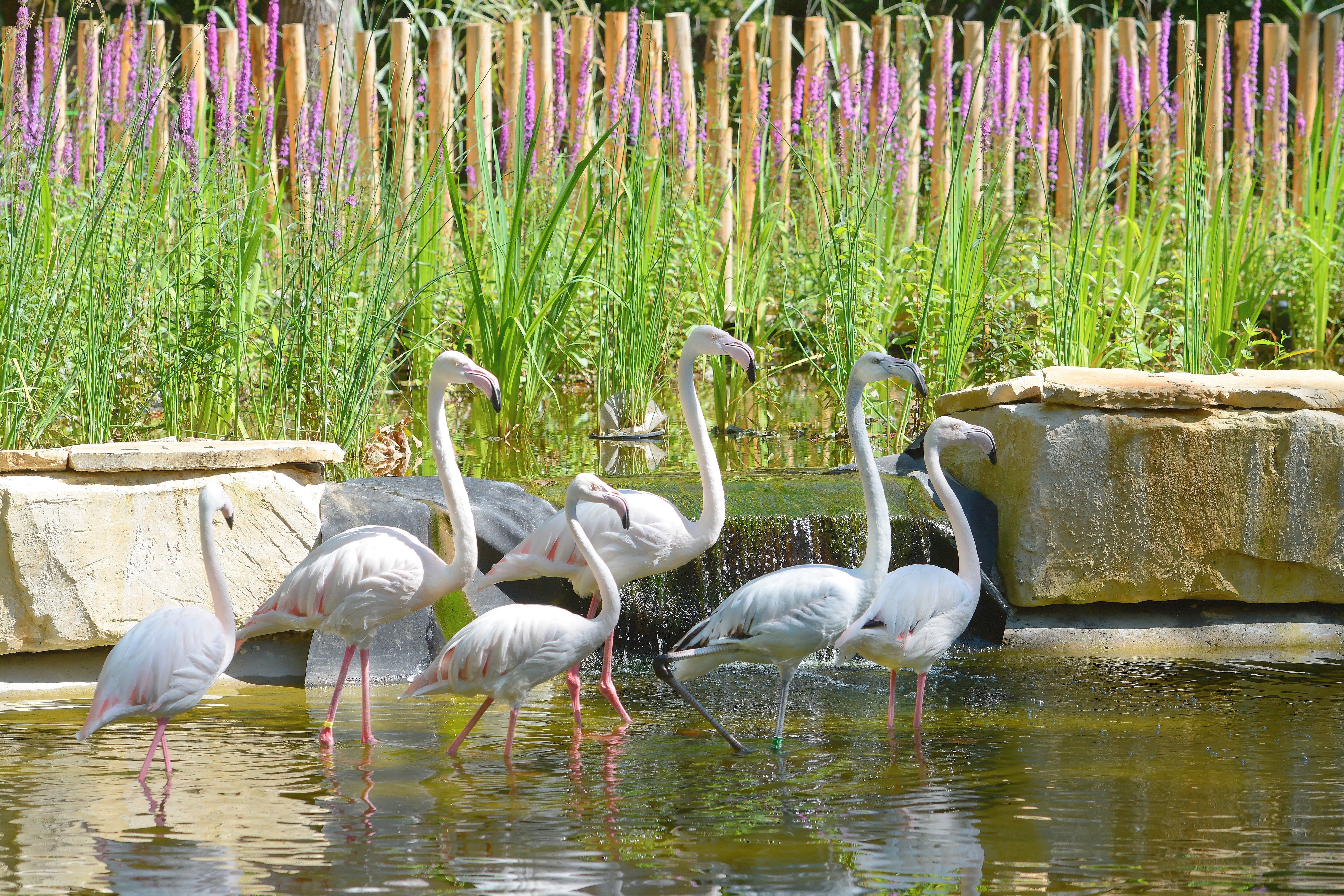 Parc animalier Zoodyssée, Villiers-en-Bois - photo 9