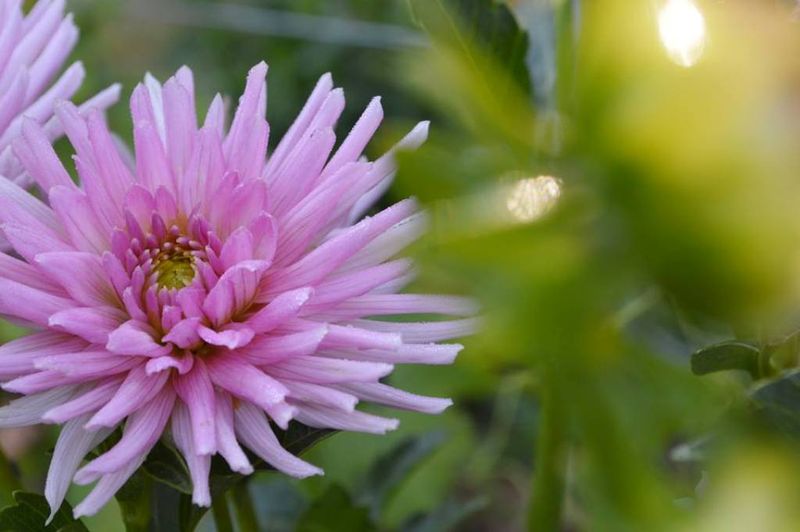 Parc Eden et Sens, Ginestet