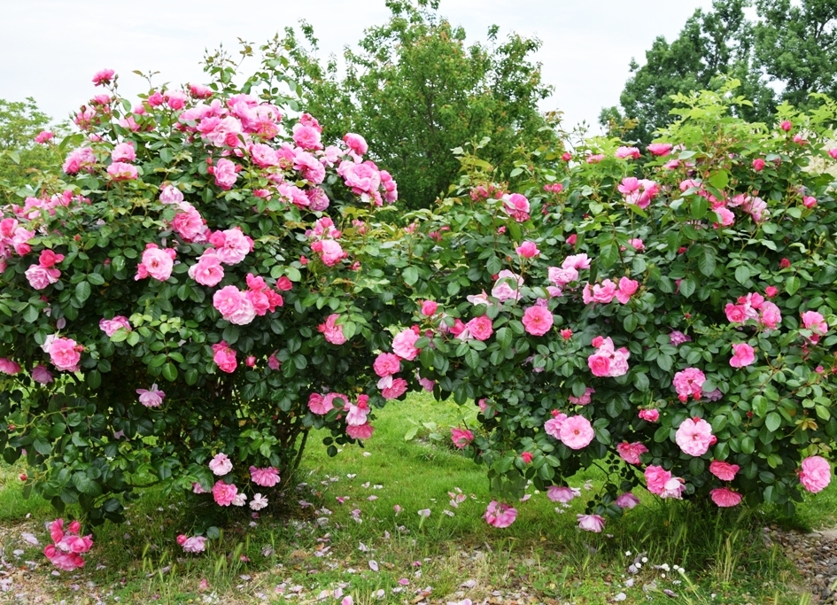 Les Hôtes de l'Isle - photo 5