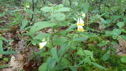 Boucle du Coucou, Hautefort - photo 2