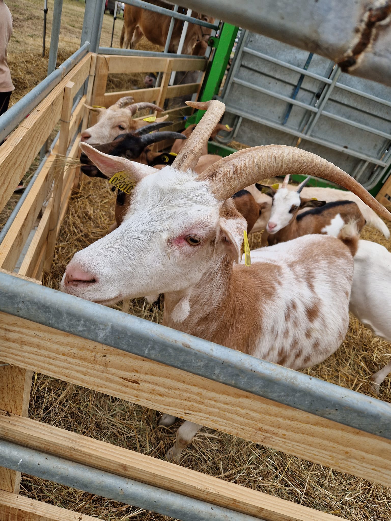 Grande Foire Agricole, Gaillan-en-Médoc - photo 4