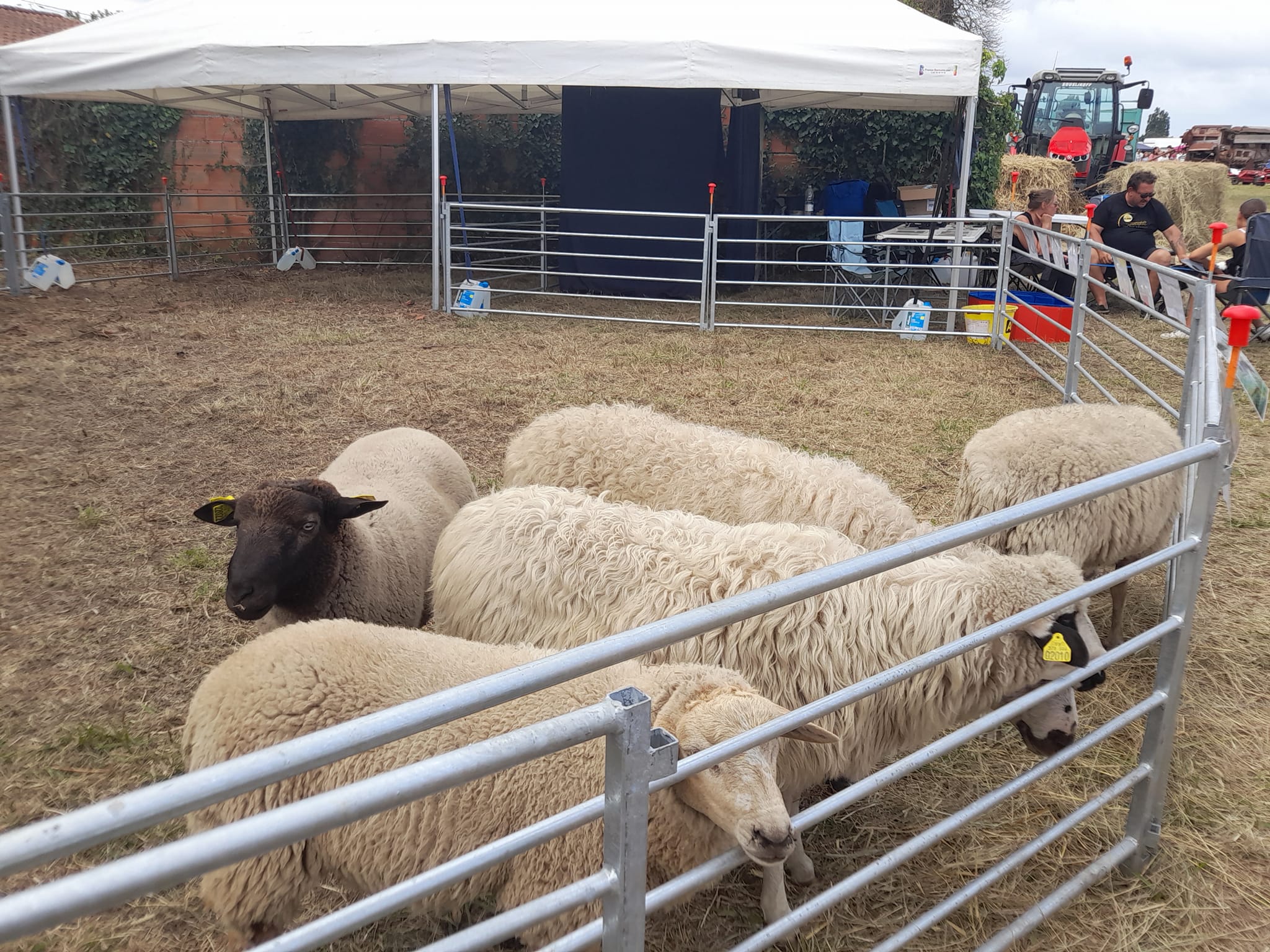 Grande Foire Agricole, Gaillan-en-Médoc - photo 5