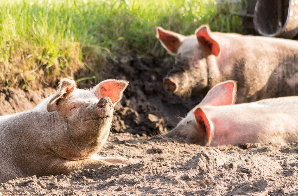 Mon Cochon Charcuterie Paysanne