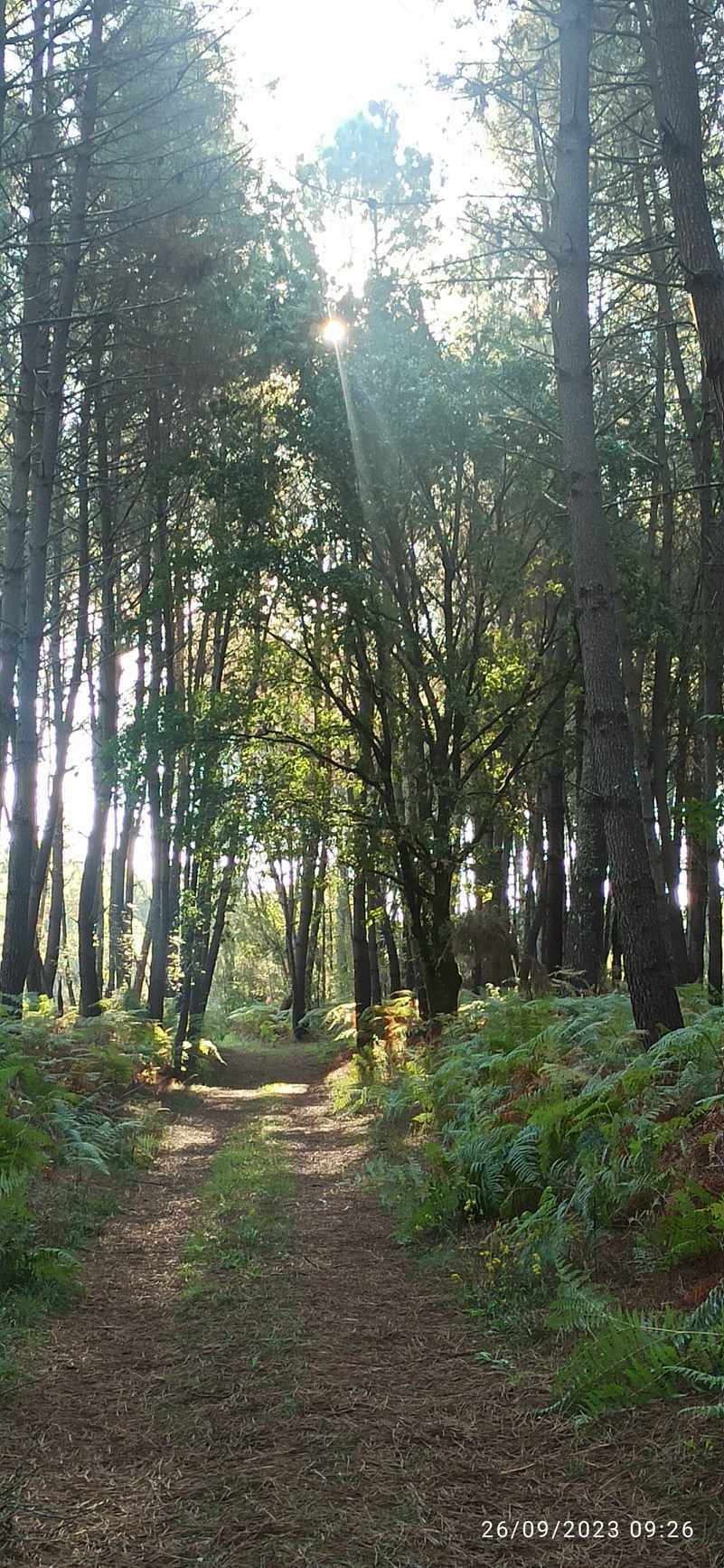 À la lisière du bois, Saint-Martin-Curton - photo 11