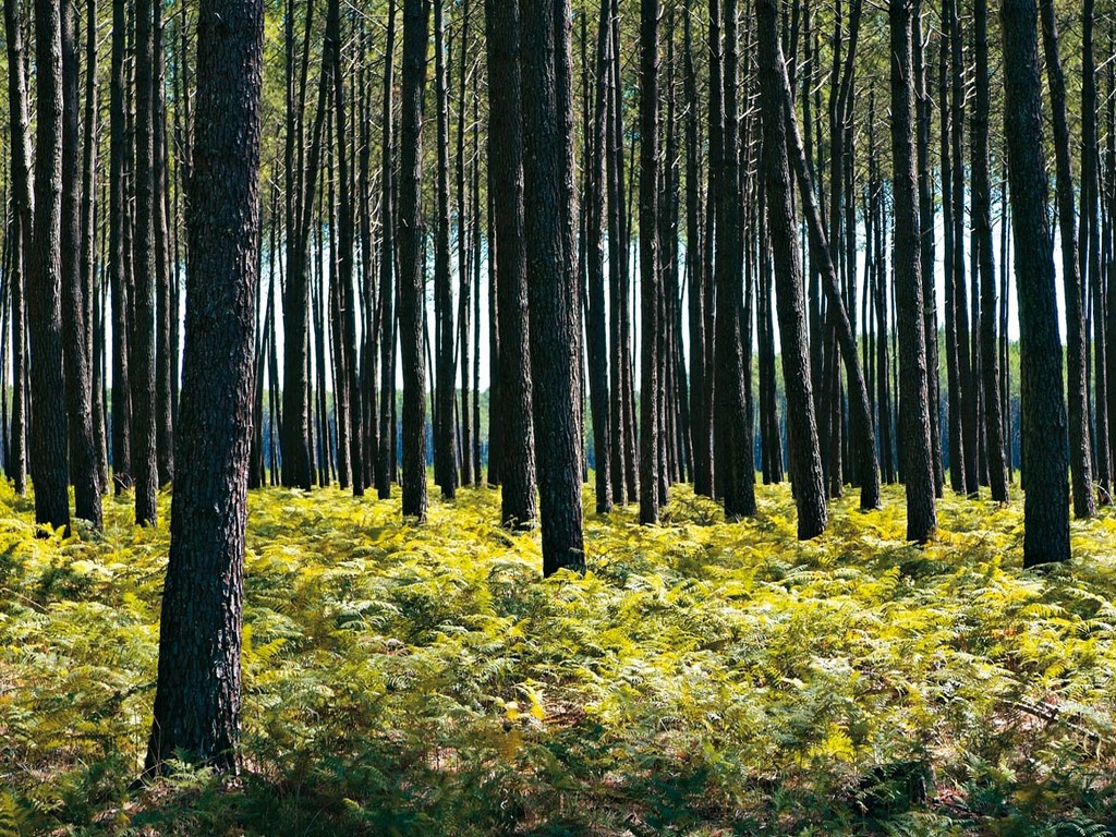Découverte de l'apiculture et de l'abeille noire des Landes