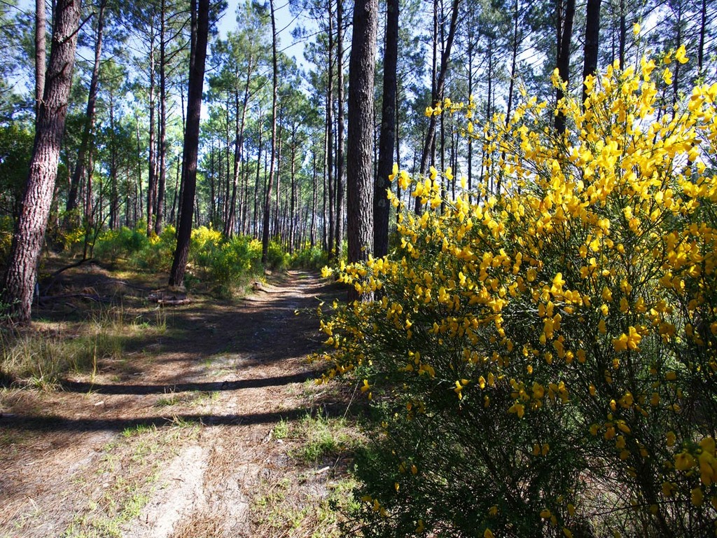 Découverte de l'apiculture et de l'abeille noire des Landes