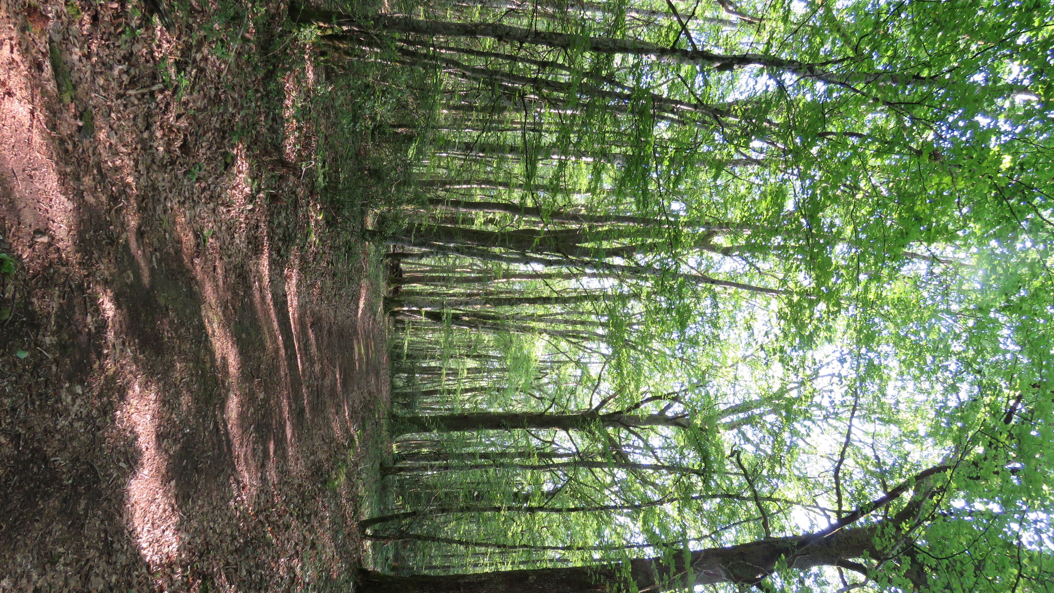Forêt des grands bois