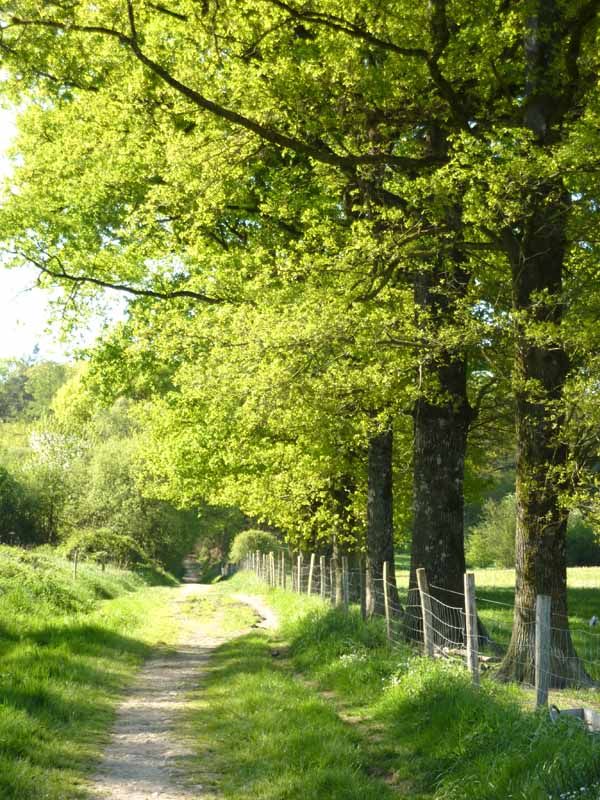 Forêt des Vaseix Sentier La promenade de l'étang - photo 2