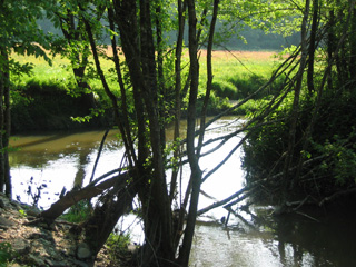 La forêt galerie du Ciron