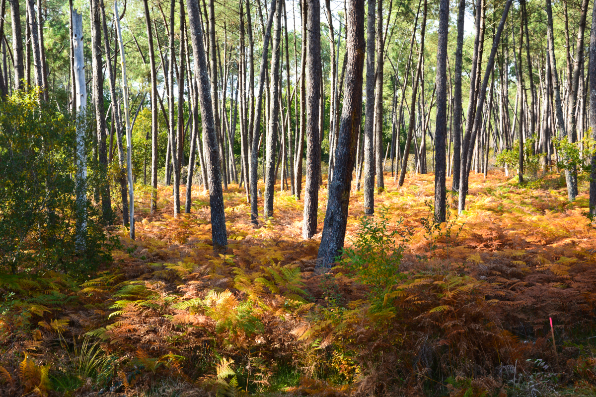 Saint-Jacques-de-Compostelle : la voie de Vézelay, Roquefort - photo 2