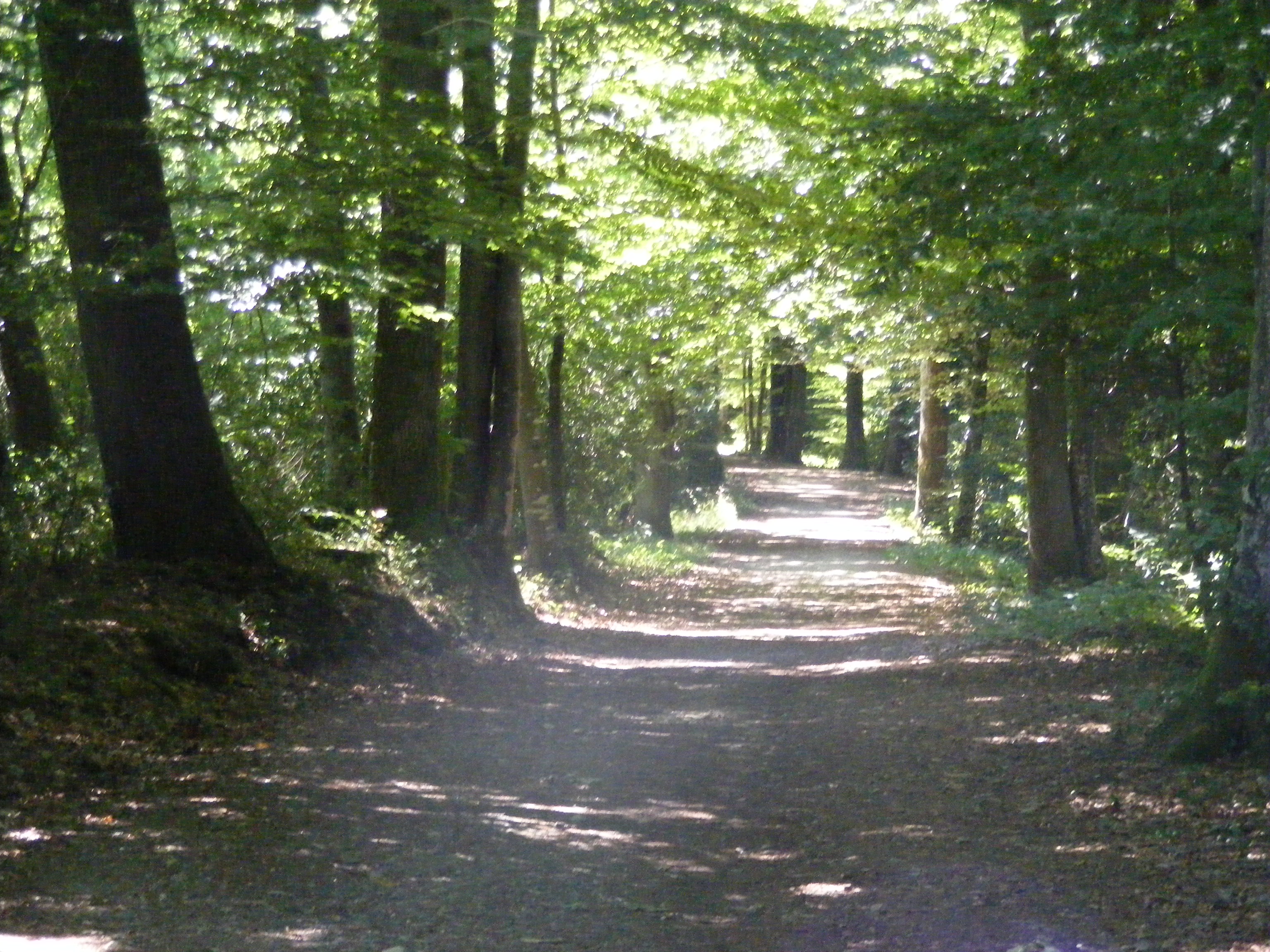 Parcours permanent d'orientation - Forêt des Loges - photo 3