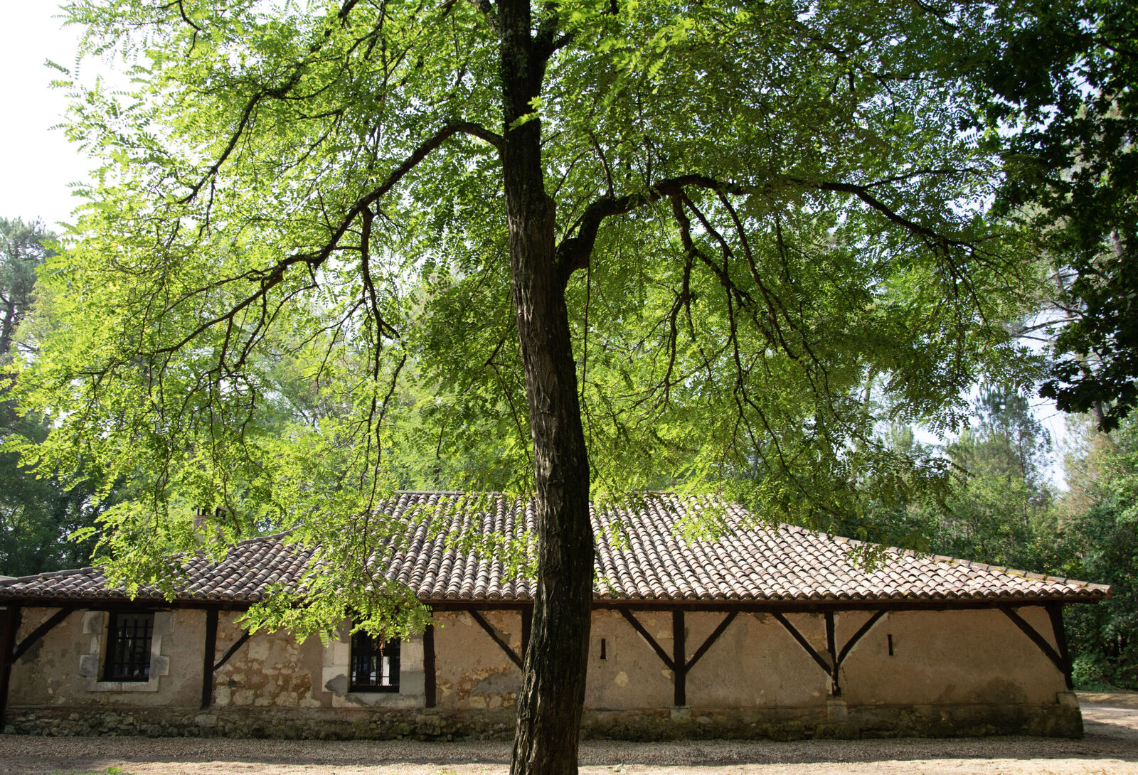 La Forêt du Vignoble - photo 5