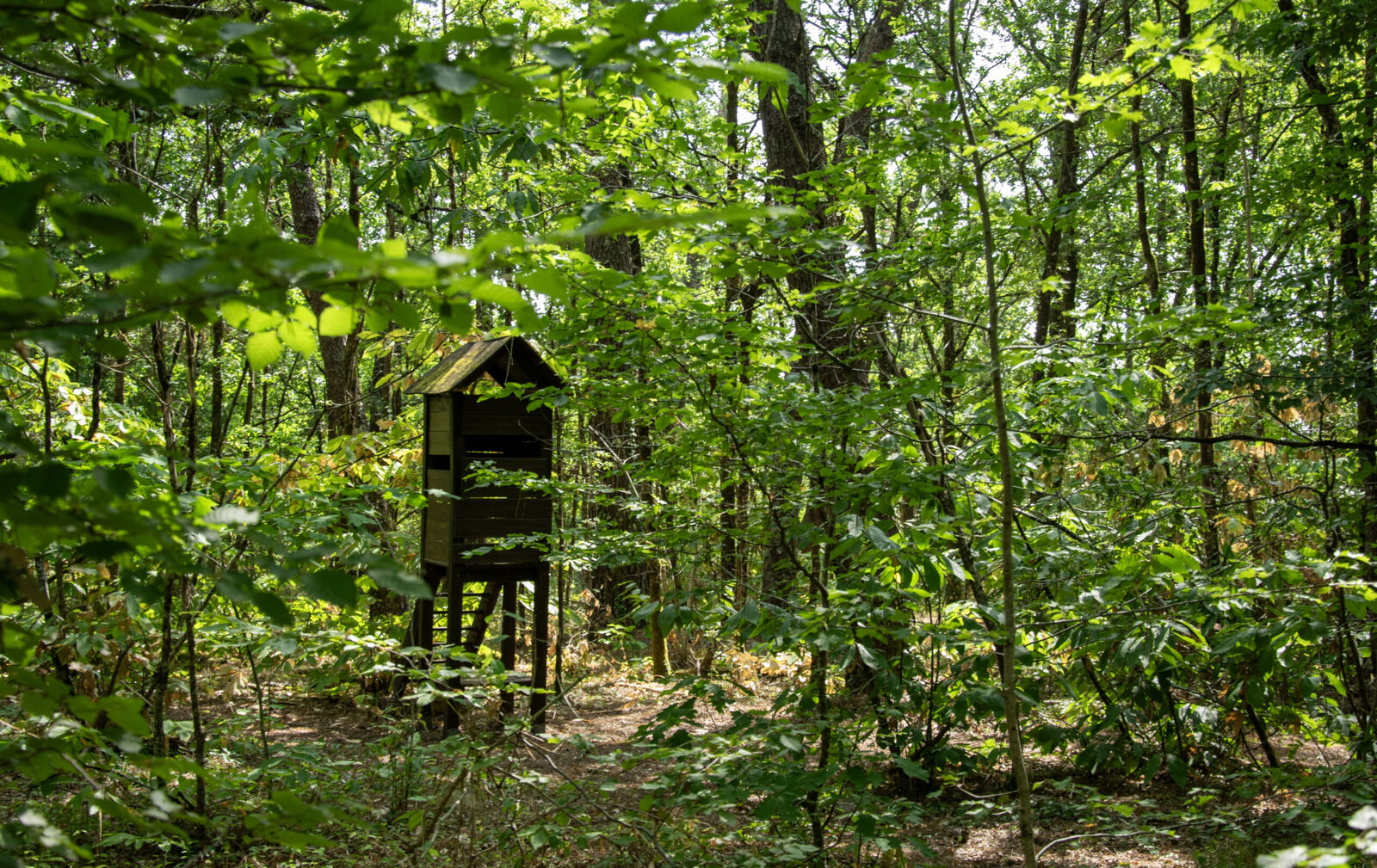 La Forêt du Vignoble - photo 5