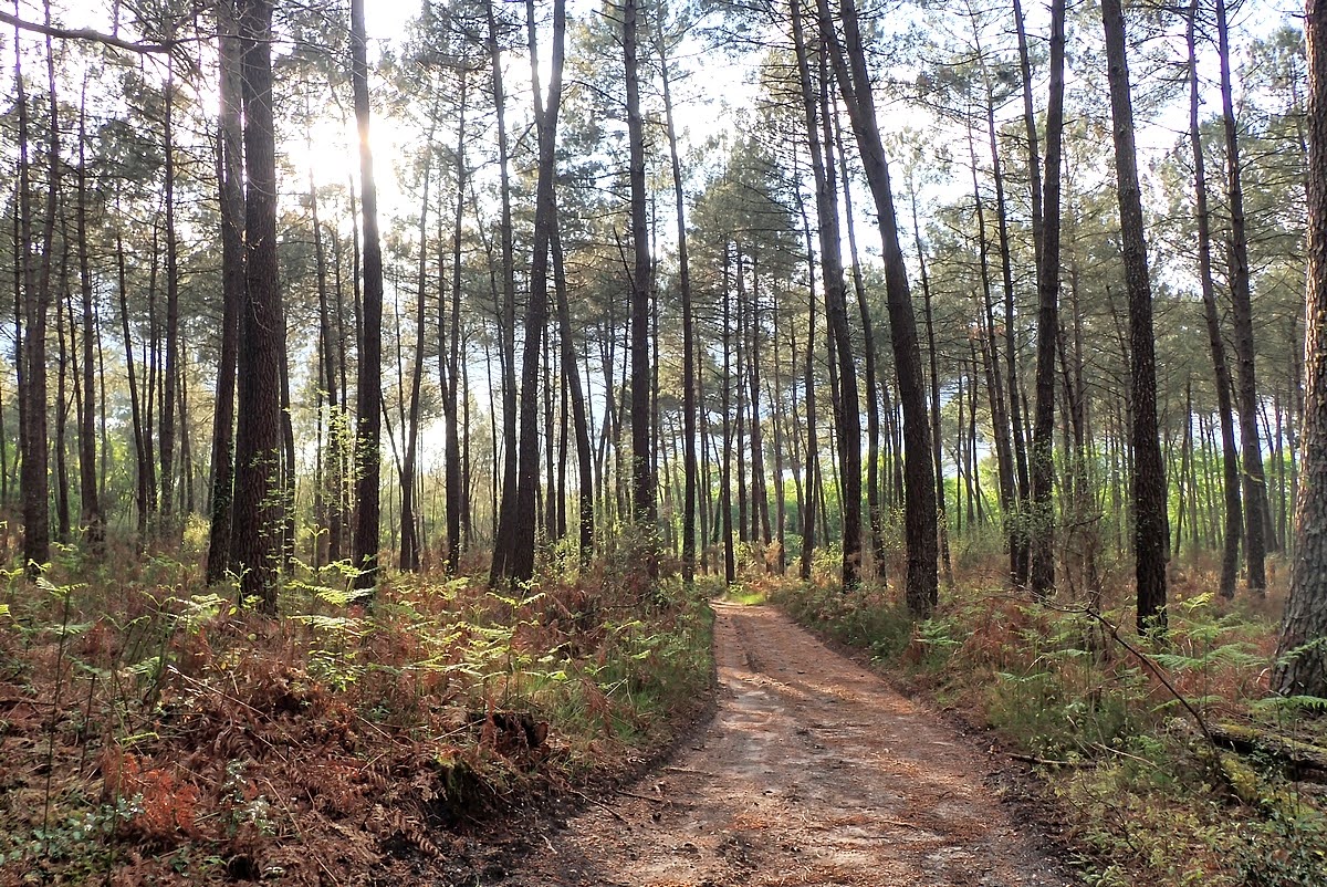 Au Pied de l'Église, Saint-Morillon - photo 7