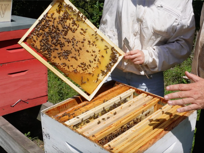 Les abeilles de Malescot - photo 2